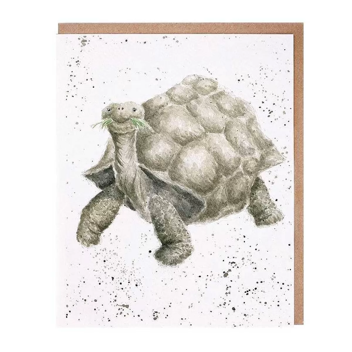 Father'S Day>Wrendale Designs Aged To Perfection' Tortoise Card